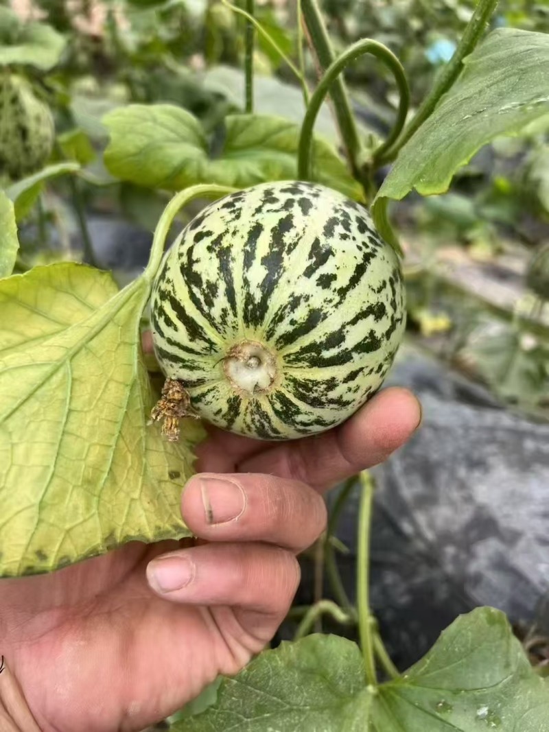 花美人蜜罐甜瓜一件代发产地直发一手货源对接各大电商平台