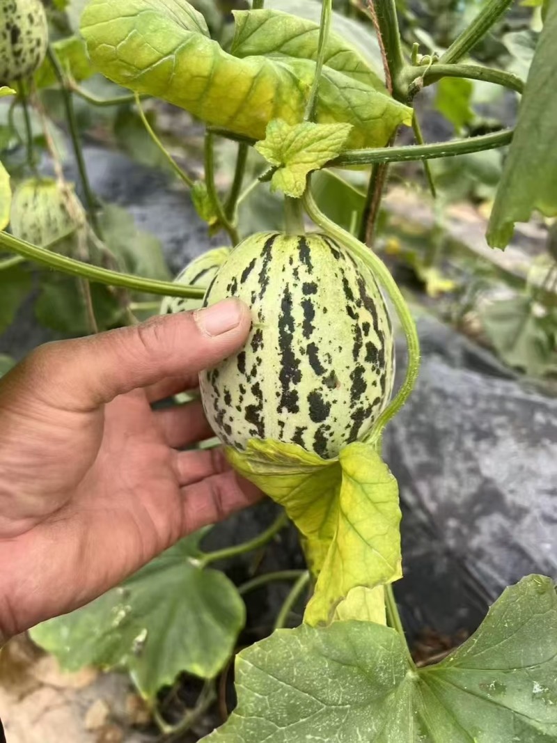 花美人蜜罐甜瓜一件代发产地直发一手货源对接各大电商平台