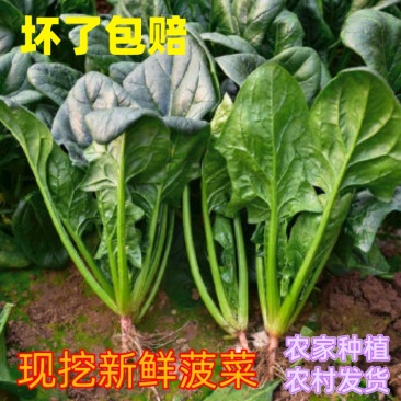 大叶菠菜