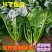 大叶菠菜