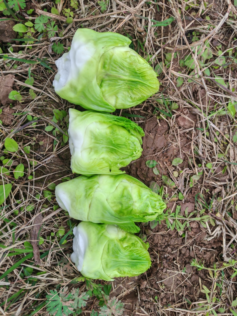 精品儿菜儿子一手货源可支持视频看货质量保证