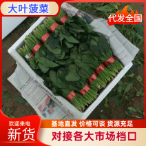 【热卖】山东菠菜大叶菠菜一手货源品质保障可视频看货欢迎