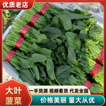 山东金乡大叶菠菜大量上市，装箱，捆把，彩带，精品，电商。