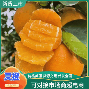 江永夏橙大量上市，农户家一手货源，欢迎各位老板来订购