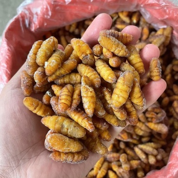 金丝蚕蛹黄金蚕蛹冰鲜蚕蛹桑树蚕蛹对接酒店茧蛹子产地直销