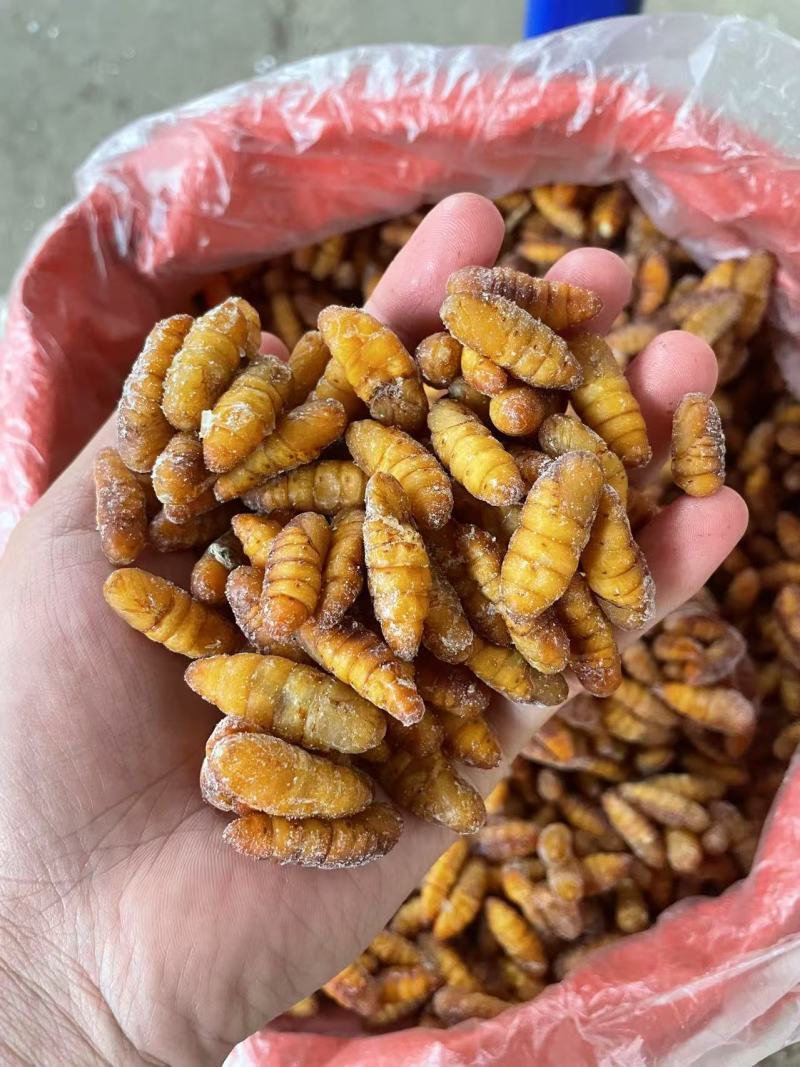 金丝蚕蛹黄金蚕蛹冰鲜蚕蛹桑树蚕蛹对接酒店茧蛹子产地直销
