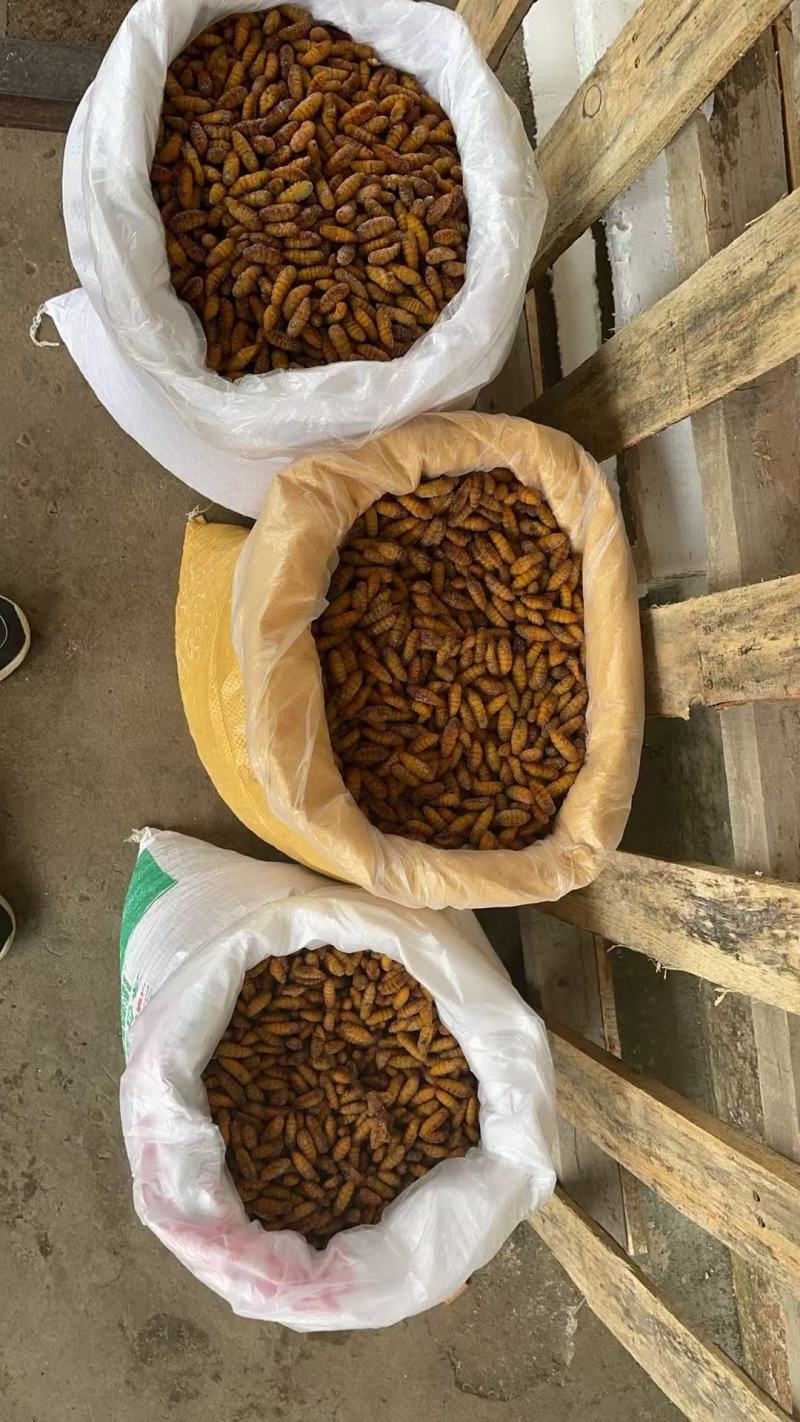 金丝蚕蛹黄金蚕蛹冰鲜蚕蛹桑树蚕蛹对接酒店茧蛹子产地直销