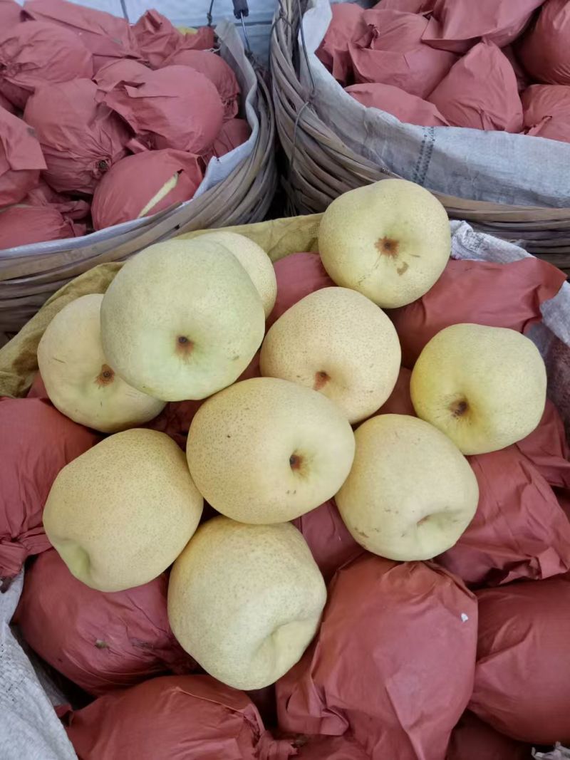 山西酥梨原产地发货品质保障货源充足量大价优