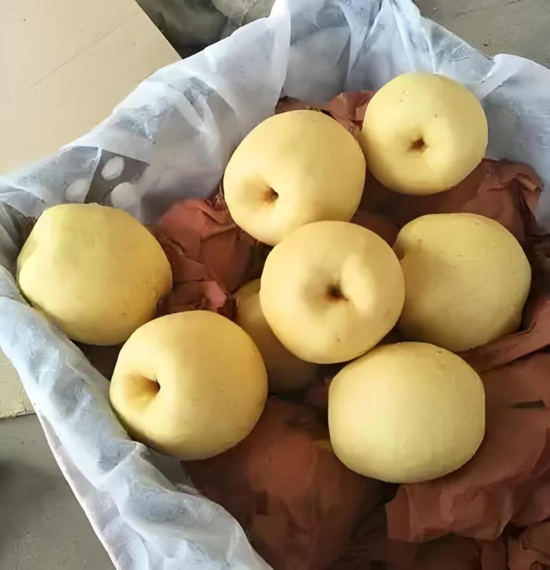 山西酥梨原产地发货品质保障货源充足量大价优