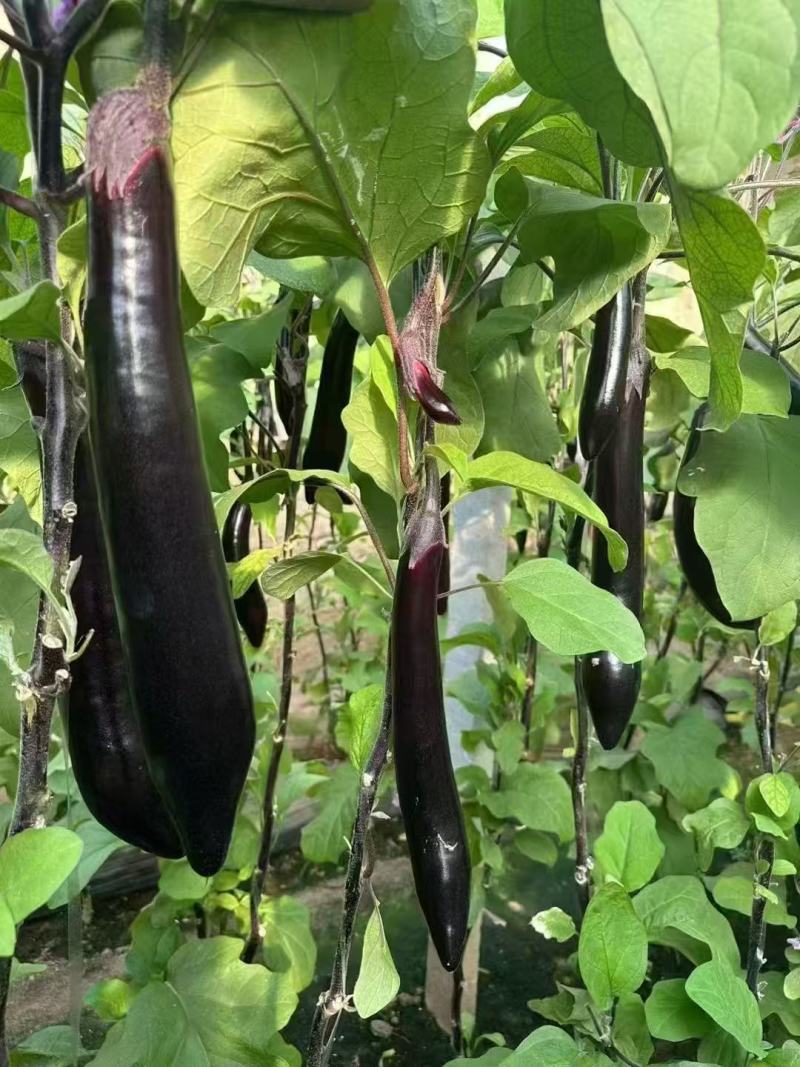 东北黑长茄大量供应对接商超市场食堂等欢迎电话联系