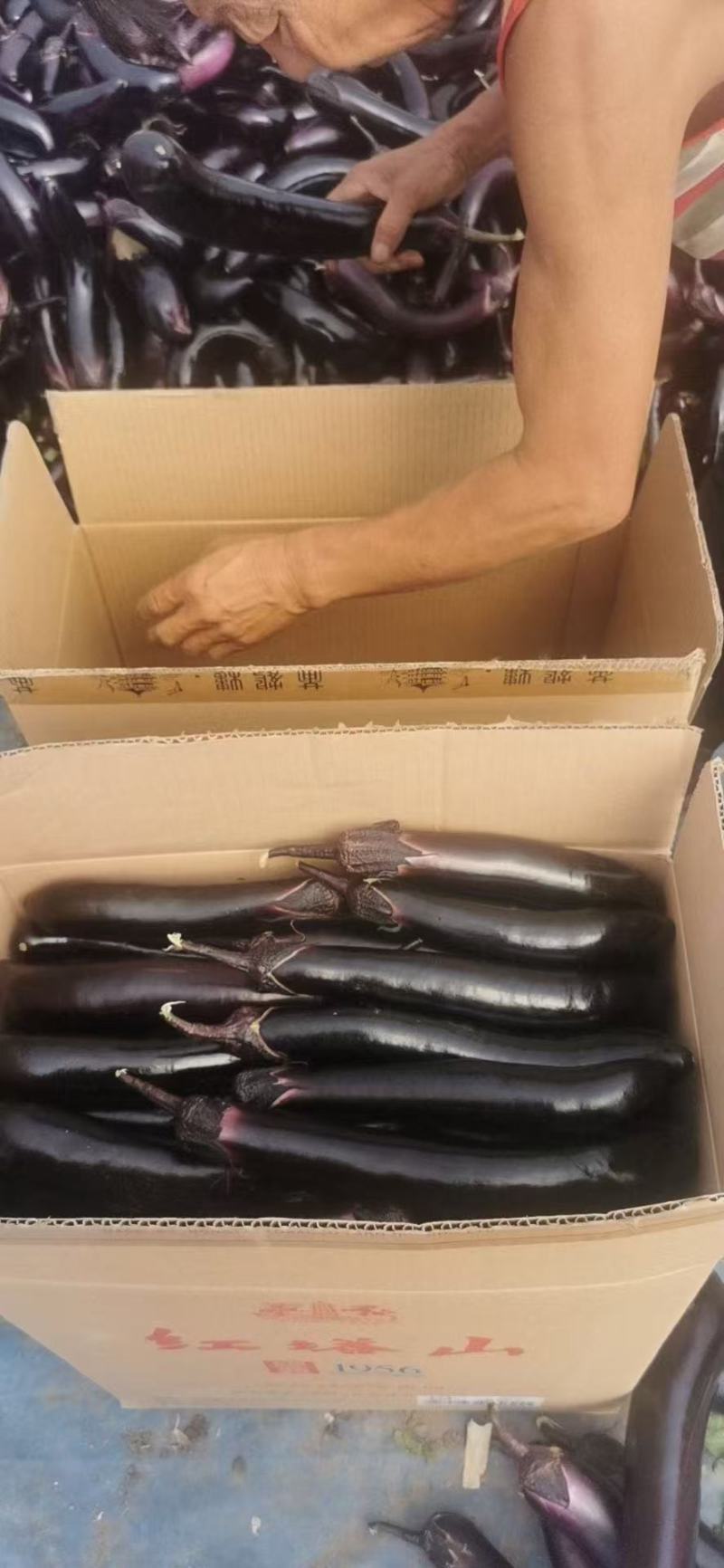东北黑长茄大量供应对接商超市场食堂等欢迎电话联系