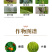 48%噻虫胺杀虫剂农药水稻稻飞虱杀虫药内吸触杀胃毒活性杀