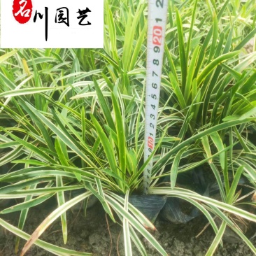 金边阔叶麦冬产地直供一手货源量大价优工程园林绿化苗