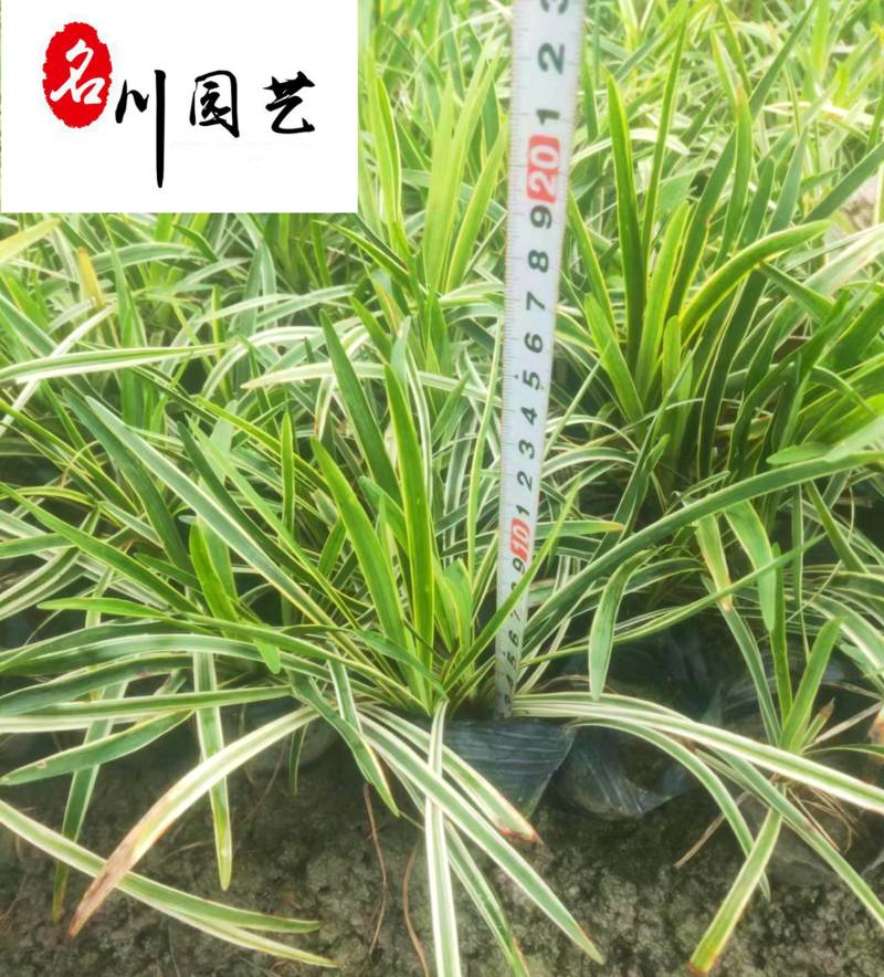 金边阔叶麦冬产地直供一手货源量大价优工程园林绿化苗