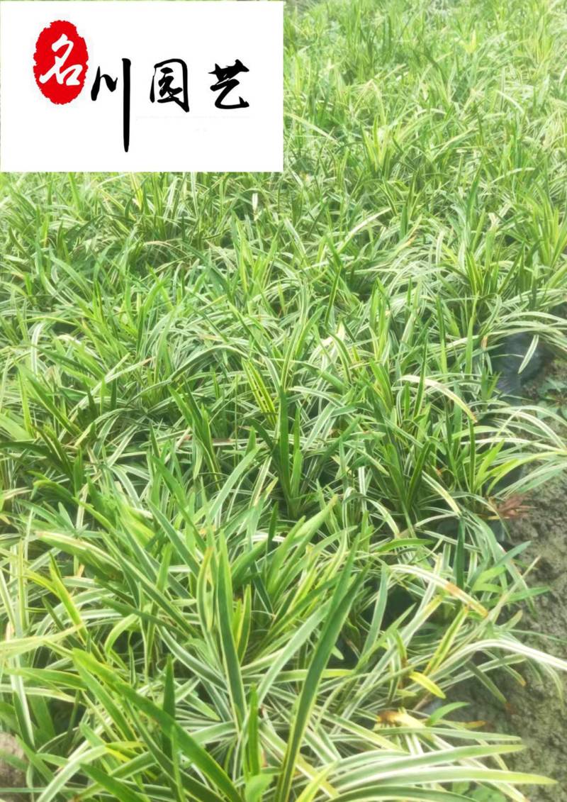 金边阔叶麦冬产地直供一手货源量大价优工程园林绿化苗