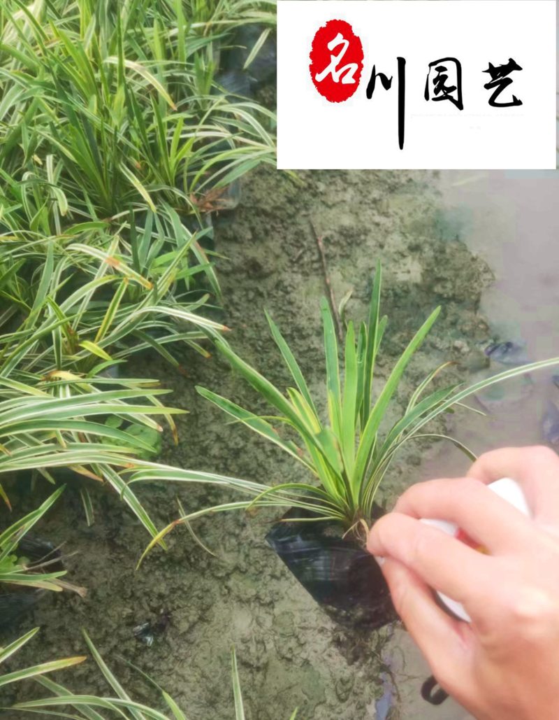 金边阔叶麦冬产地直供一手货源量大价优工程园林绿化苗