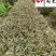 金边阔叶麦冬产地直供一手货源量大价优工程园林绿化苗