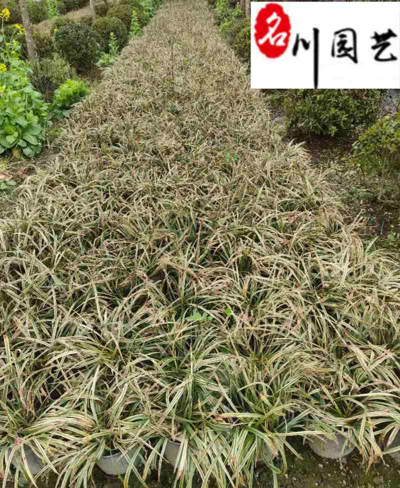 金边阔叶麦冬产地直供一手货源量大价优工程园林绿化苗