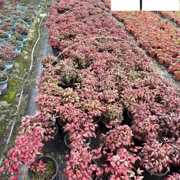 火焰南天竹杯苗盆苗批发庭院园林花境花坛彩叶苗量大价优