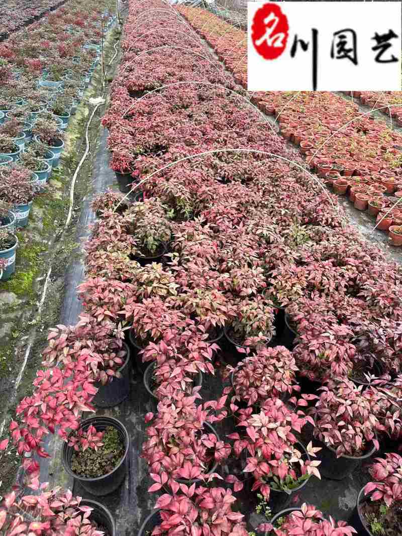 火焰南天竹杯苗盆苗批发庭院园林花境花坛彩叶苗量大价优