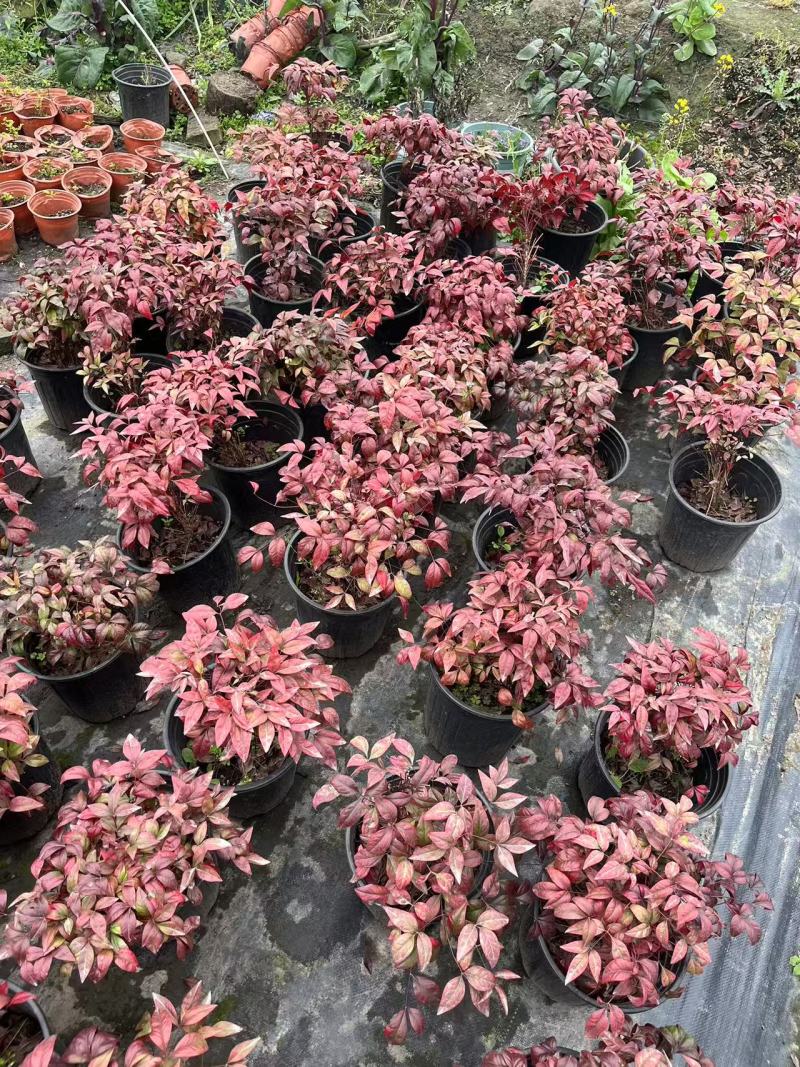 火焰南天竹杯苗盆苗批发庭院园林花境花坛彩叶苗量大价优