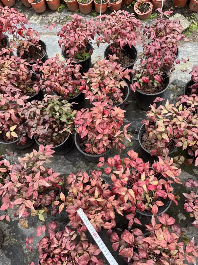 火焰南天竹杯苗盆苗批发庭院园林花境花坛彩叶苗量大价优