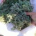 推荐鲜茵陈山野菜营养价值高现采现发品质保障欢迎联系