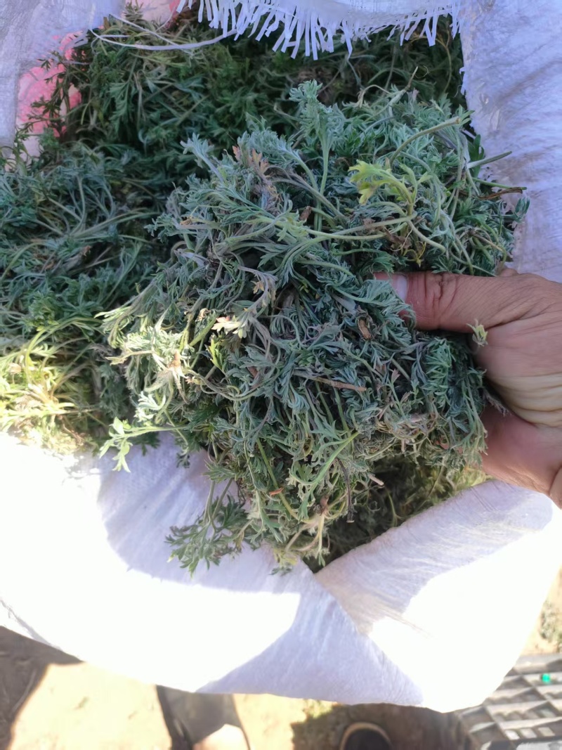 推荐鲜茵陈山野菜营养价值高现采现发品质保障欢迎联系