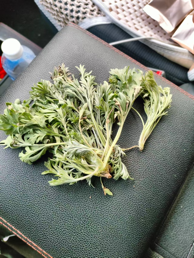 推荐鲜茵陈山野菜营养价值高现采现发品质保障欢迎联系