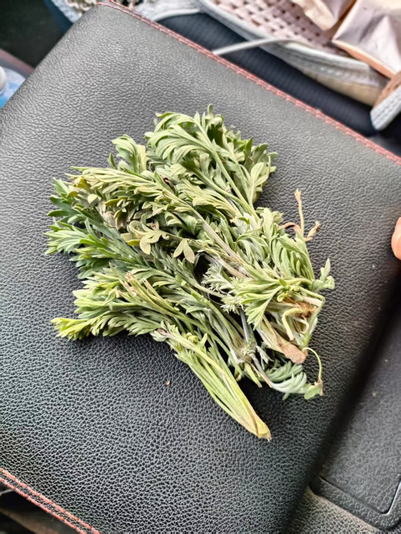 推荐鲜茵陈山野菜营养价值高现采现发品质保障欢迎联系