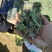 推荐鲜茵陈山野菜营养价值高现采现发品质保障欢迎联系