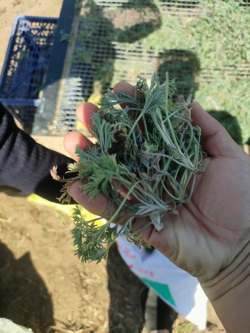 推荐鲜茵陈山野菜营养价值高现采现发品质保障欢迎联系