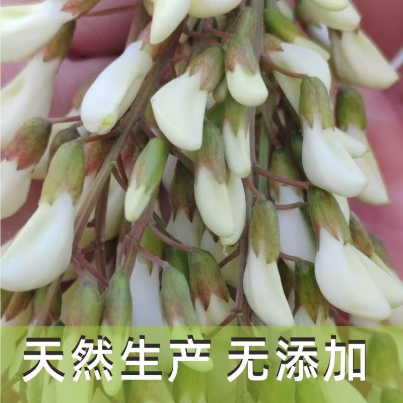 推荐洋槐花河南槐花营养高口感独特河南特产现摘现发欢迎联系