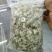 推荐洋槐花河南槐花营养高口感独特河南特产现摘现发欢迎联系