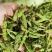 推荐野菜构树花小时候的味道现摘现发价格实惠欢迎联系