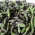 推荐野菜构树花小时候的味道现摘现发价格实惠欢迎联系