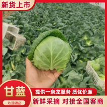 圆包菜河北甘蓝货源充足质量好价格低量大优惠