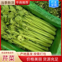 芹菜河北芹菜大量现货价格便宜按需包装对接全国市场