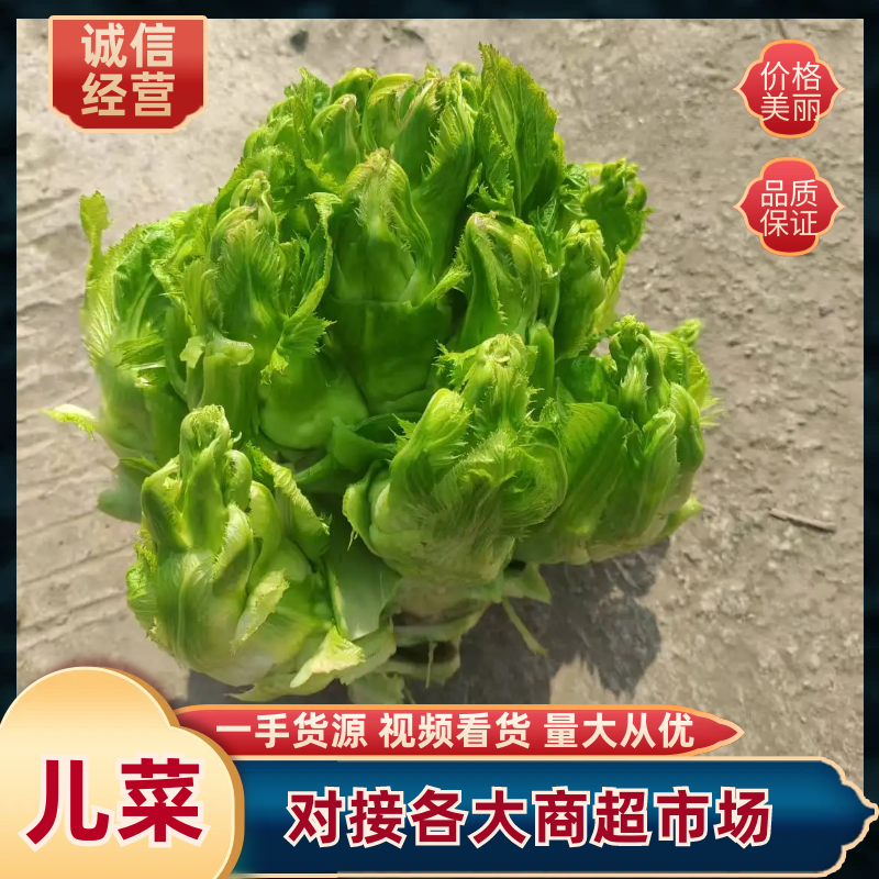 精品儿菜儿子一手货源可支持视频看货质量保证