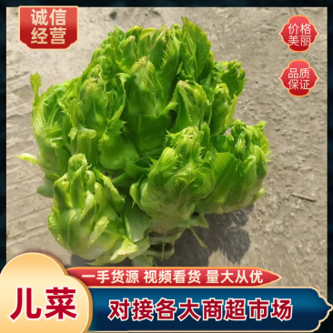 四川儿菜货源充足品质保证量大从优欢迎来电