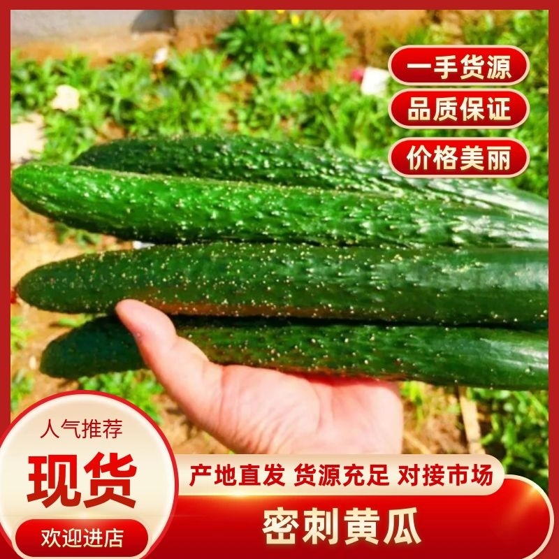 河南省内黄县黄瓜密刺黄瓜常年有货质量保证欢迎老板订购