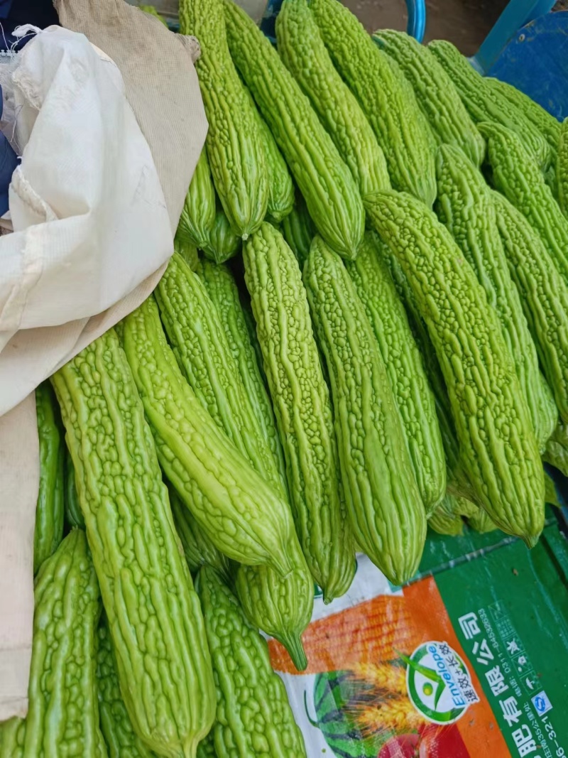 精品苦瓜河南苦瓜一手货源可视频看货品质保证欢迎来电咨询