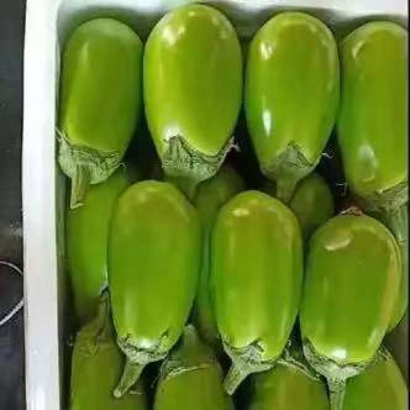 推荐河南青茄子现摘现发2025鲜货品质保障价格实惠欢迎