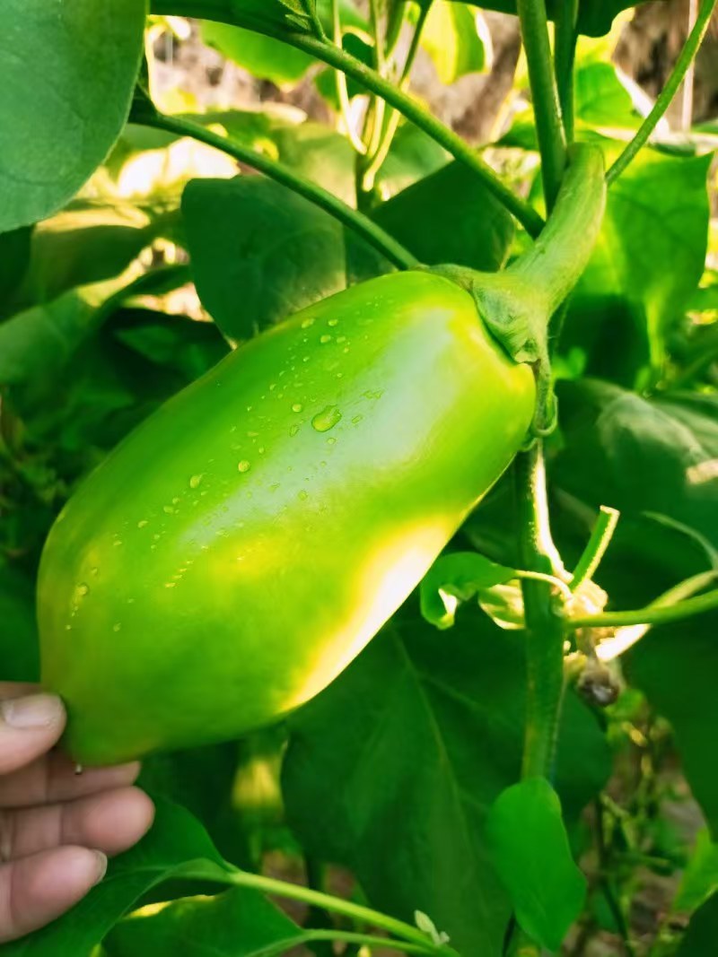 推荐河南青茄子现摘现发2025鲜货品质保障价格实惠欢迎