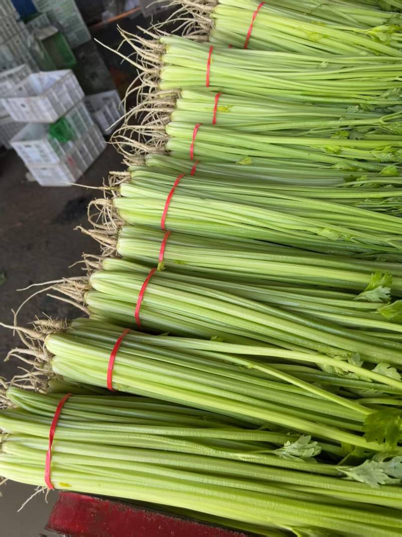 《香芹》莘县小芹菜/小香芹-对接全国电商.超市，耐运输保质量