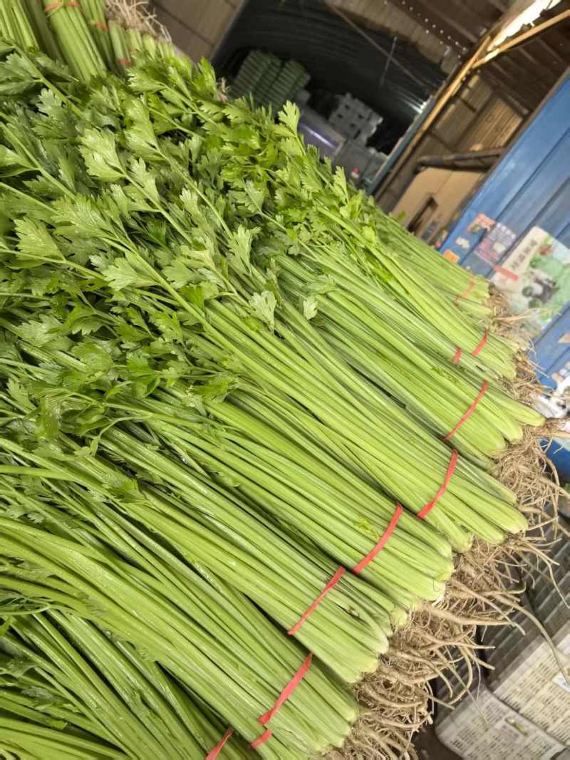 《香芹》莘县小芹菜/小香芹-对接全国电商.超市，耐运输保质量