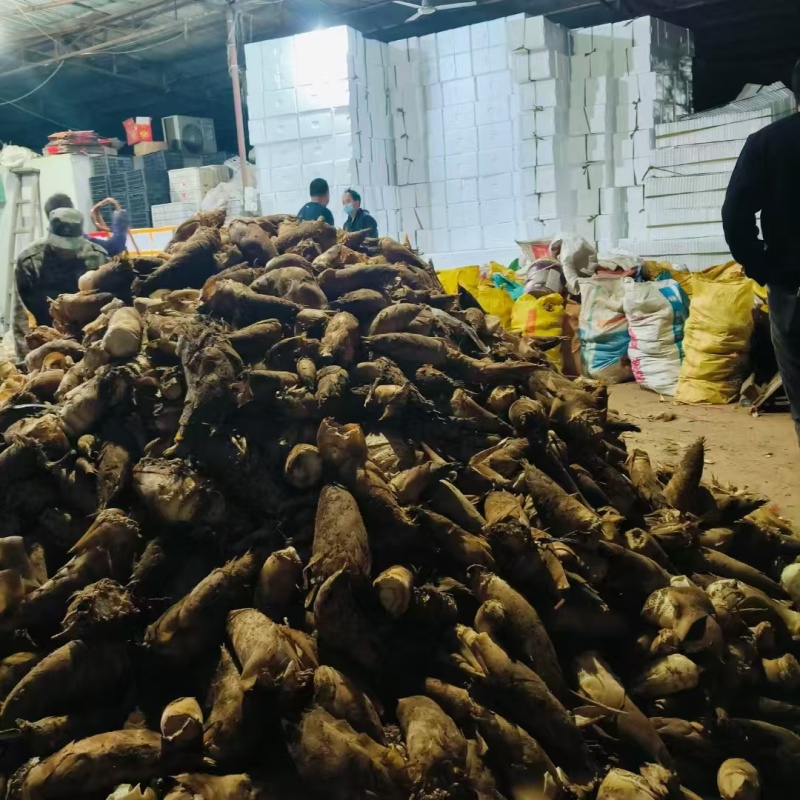 黄泥春笋现挖现发品质保证可视频看货欢迎咨询