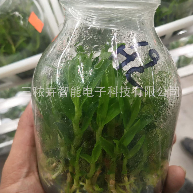 T20-铁皮石斛组培灯