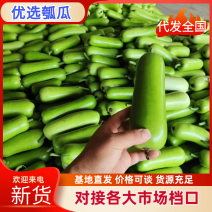 瓠瓜河北邯郸瓠瓜新鲜上市品质保证视频看货选货