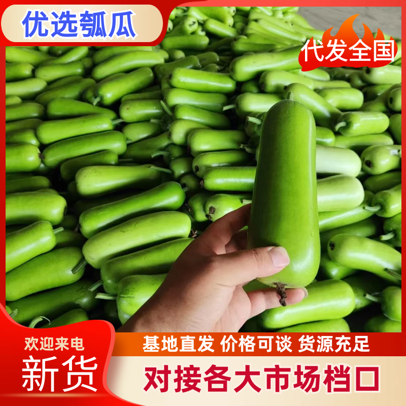 瓠瓜河北邯郸瓠瓜新鲜上市品质保证视频看货选货